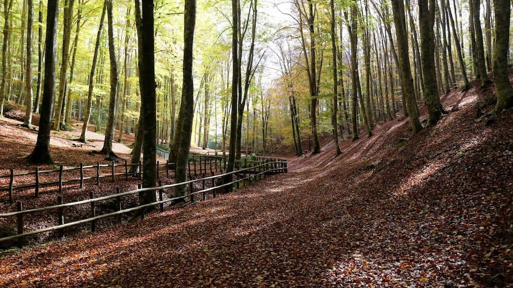La Faggeta di Condrò