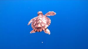 Turtle Point: a Lipari