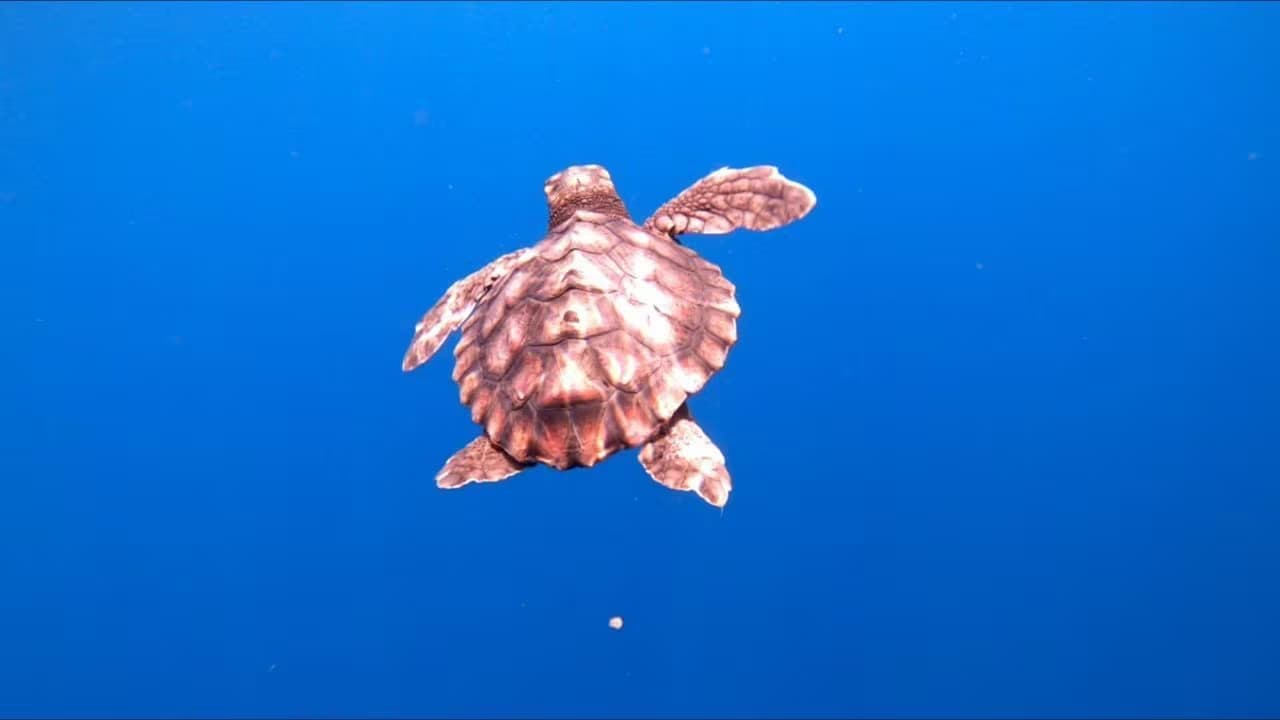 Turtle Point: a Lipari