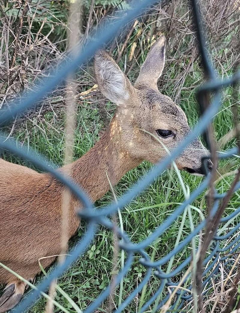 Rifugio Biancospino Capriolo